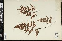 Asplenium adiantum-nigrum image