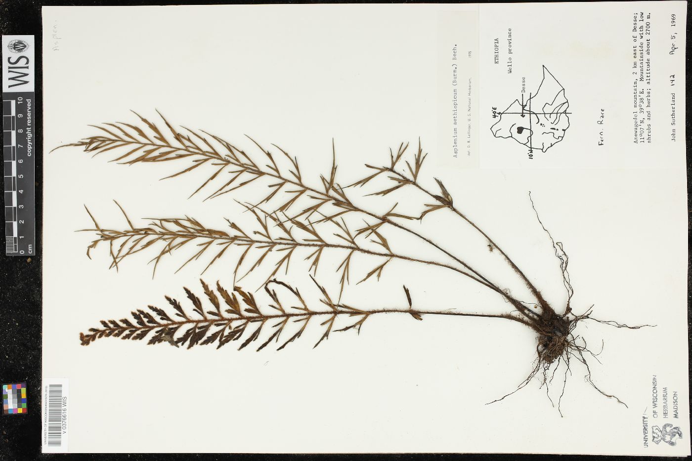 Asplenium aethiopicum image