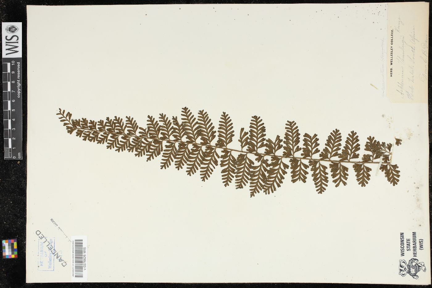 Deparia thwaitesii image