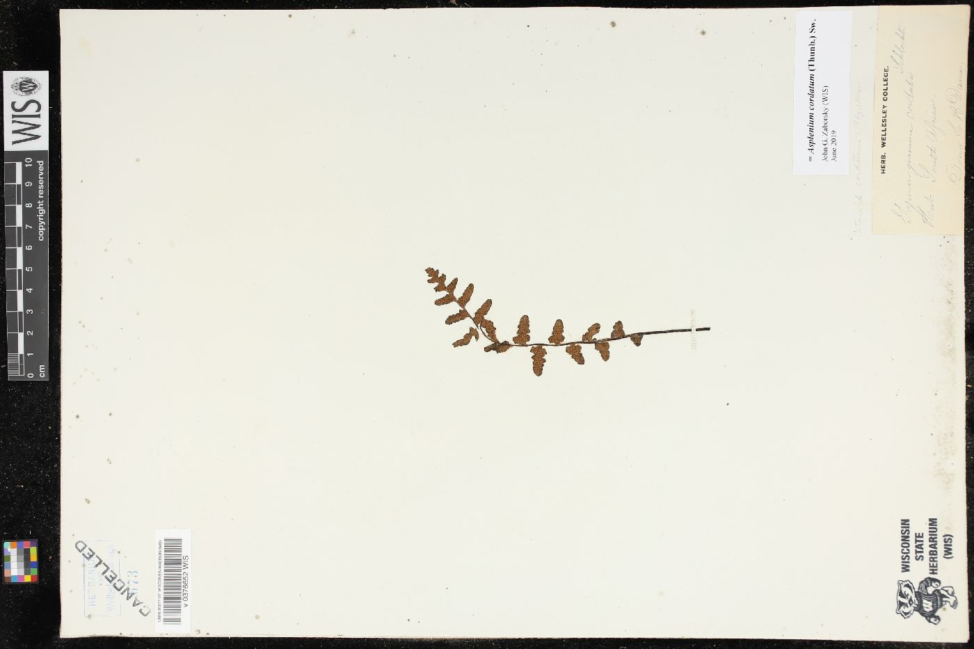 Asplenium cordatum image