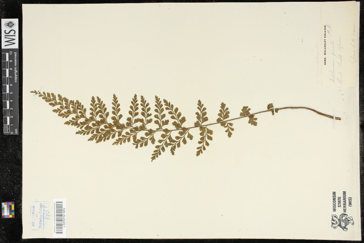 Asplenium lunulatum image