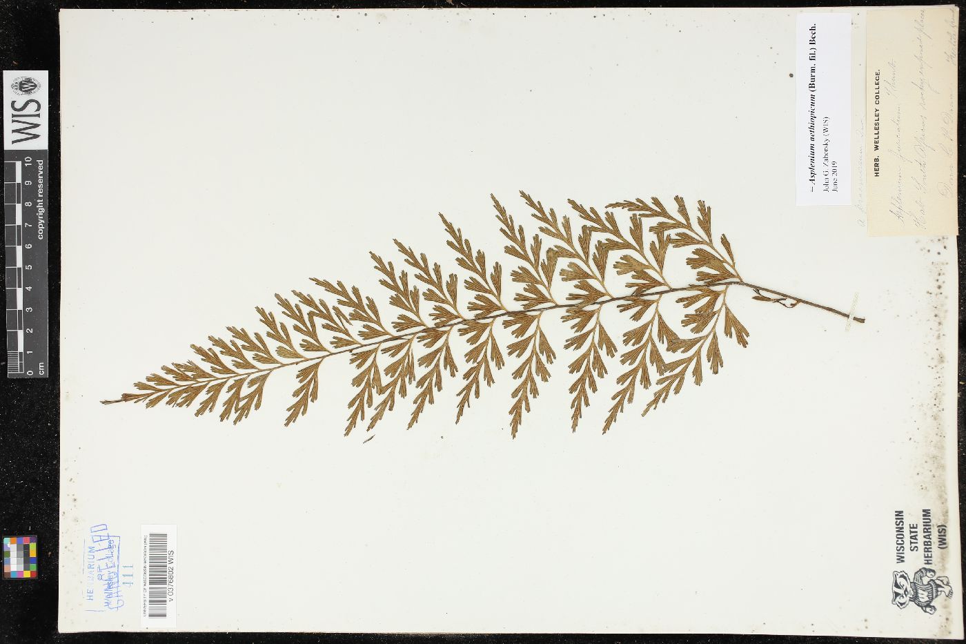 Asplenium aethiopicum image