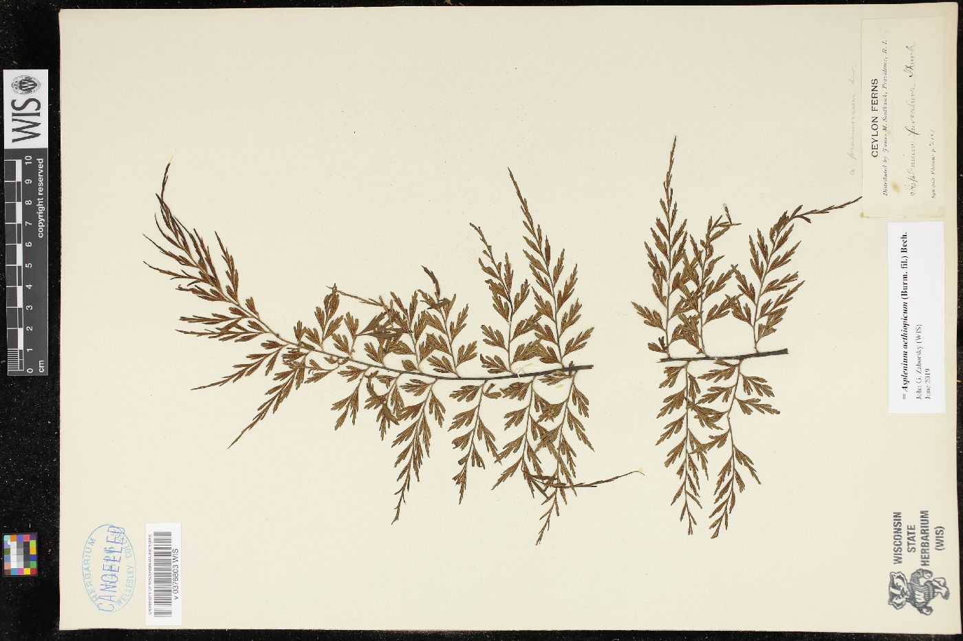 Asplenium aethiopicum image