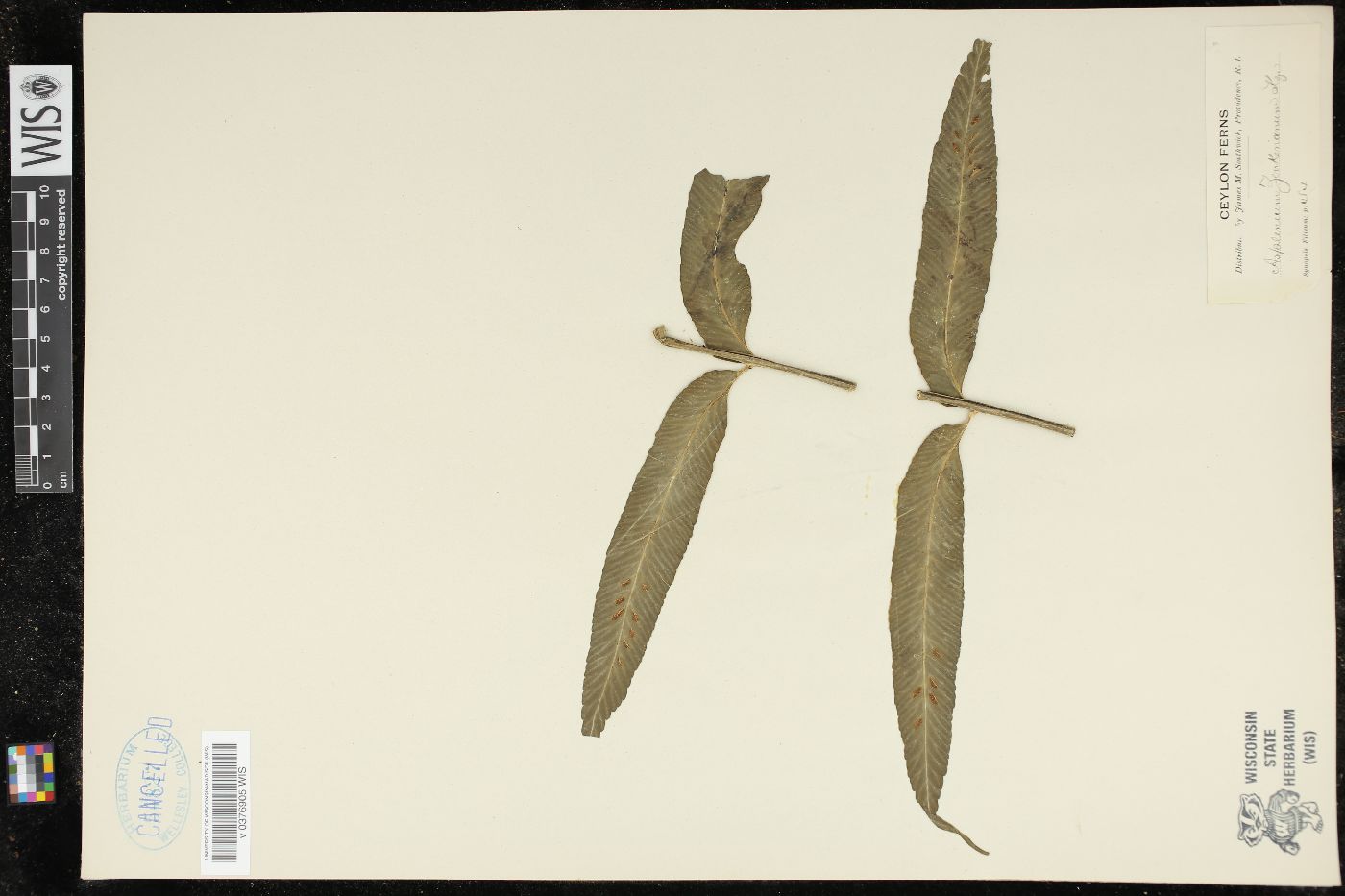 Asplenium fenzlianum image