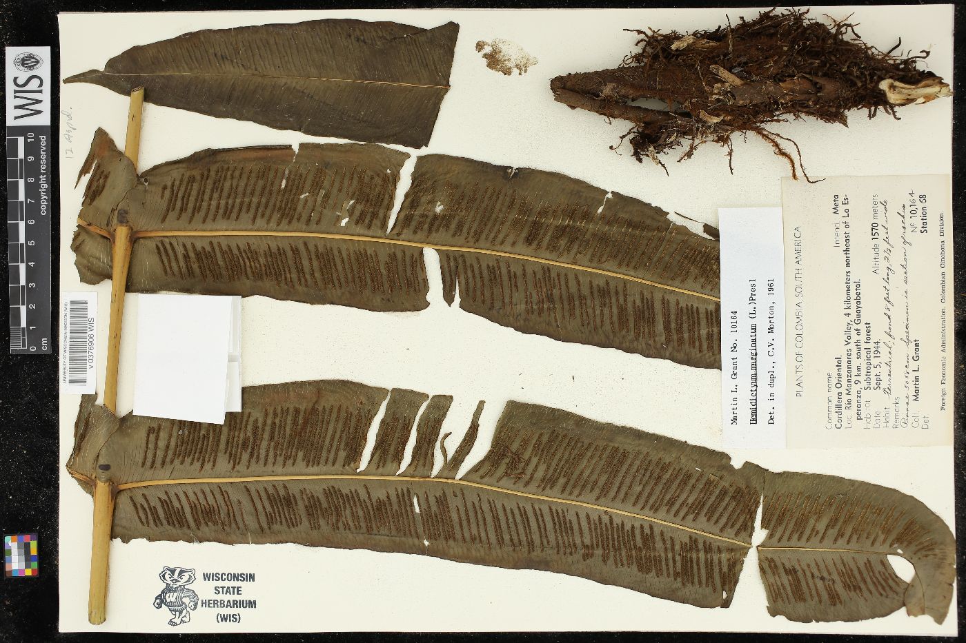 Hemidictyum image
