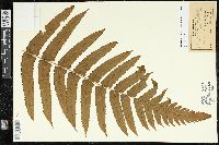 Pneumatopteris sandwicensis image