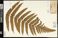 Pneumatopteris sandwicensis image