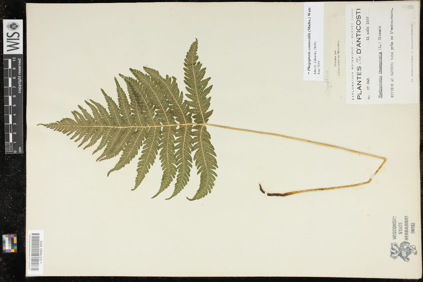Phegopteris connectilis image