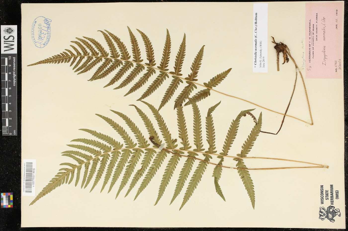 Christella normalis image