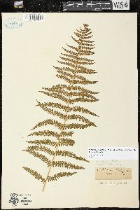 Thelypteris palustris var. pubescens image