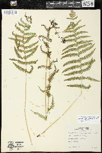 Thelypteris palustris var. pubescens image