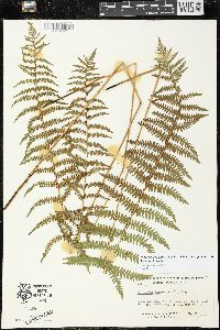 Thelypteris palustris var. pubescens image