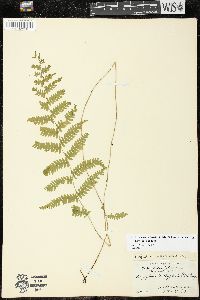 Thelypteris palustris var. pubescens image