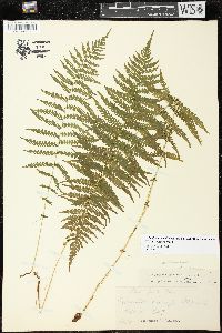 Thelypteris palustris var. pubescens image