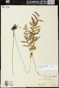 Thelypteris palustris var. pubescens image