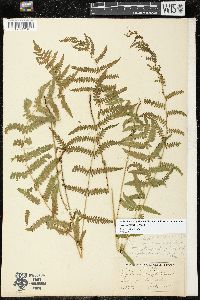 Thelypteris palustris var. pubescens image