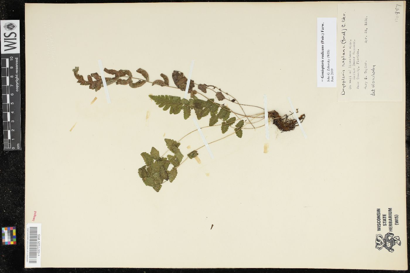 Goniopteris radicans image