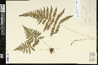 Phegopteris connectilis image