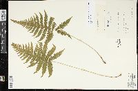 Phegopteris connectilis image
