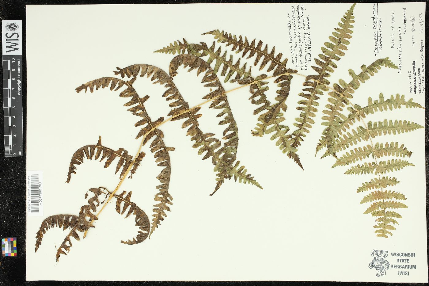 Phegopteris keraudreniana image