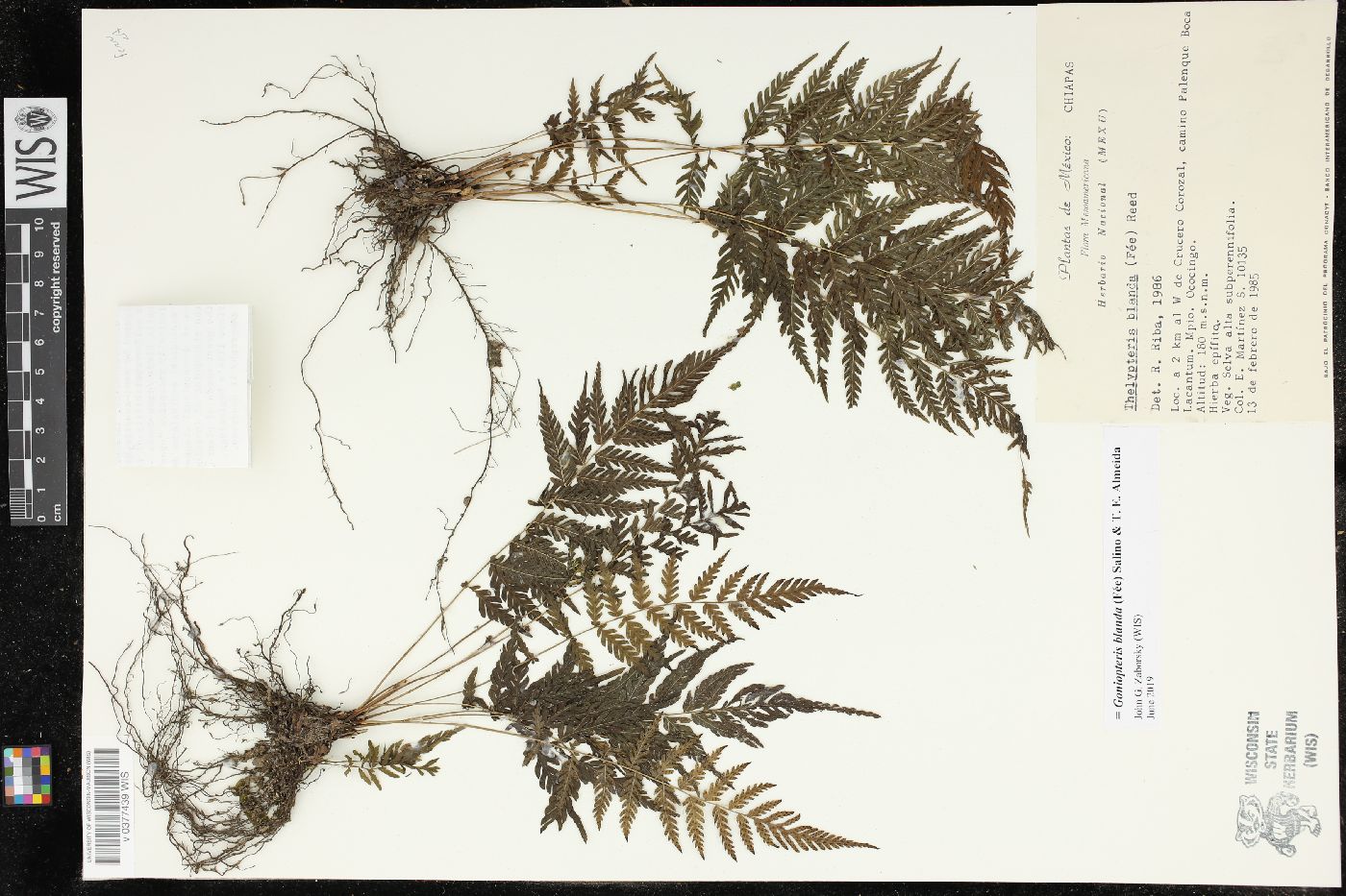 Goniopteris blanda image