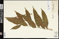 Goniopteris poiteana image