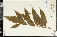 Goniopteris poiteana image