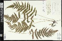 Steiropteris clypeolutata image