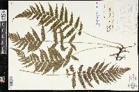 Steiropteris clypeolutata image