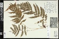 Steiropteris clypeolutata image