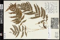 Steiropteris clypeolutata image