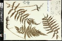 Steiropteris clypeolutata image