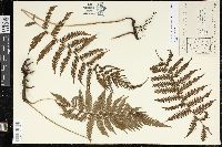 Steiropteris clypeolutata image