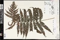 Steiropteris leprieurii image