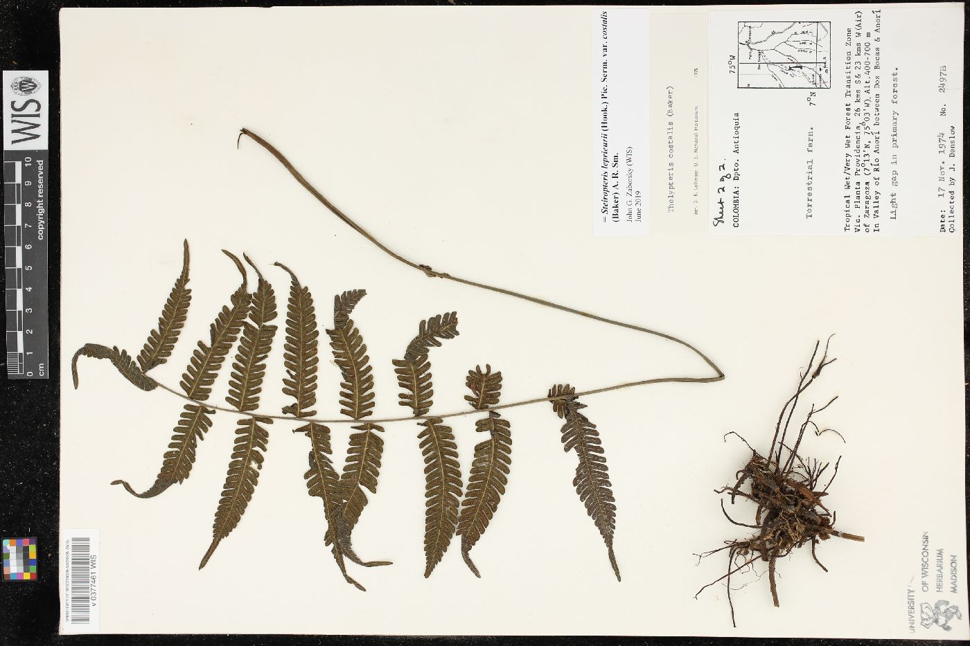 Steiropteris leprieurii var. costalis image