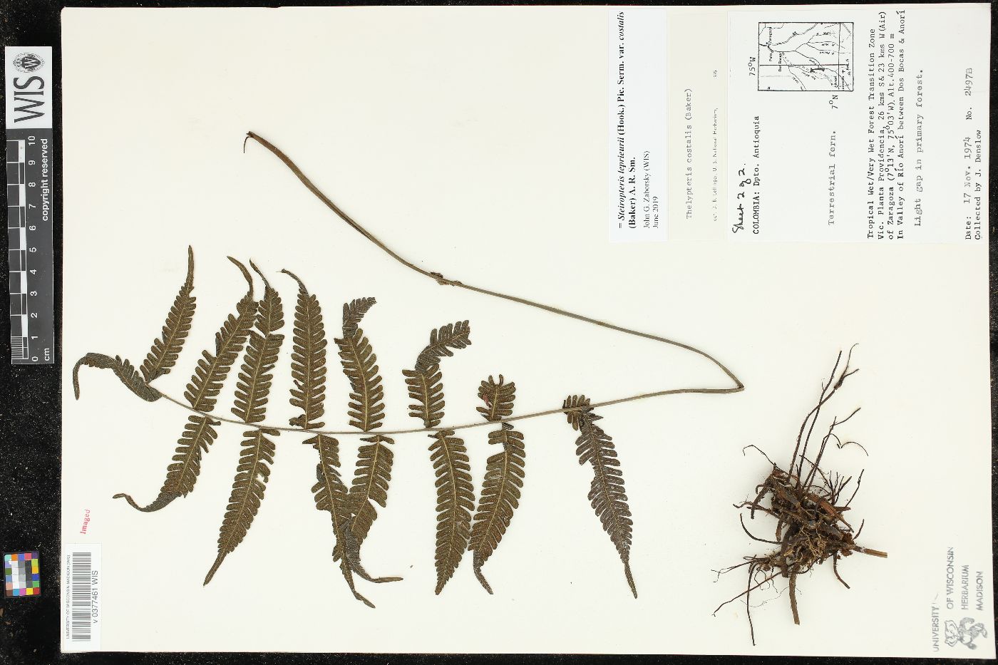 Steiropteris leprieurii var. costalis image