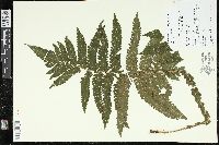 Steiropteris deltoidea image