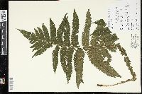 Image of Steiropteris deltoidea