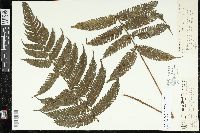 Image of Steiropteris leprieurii