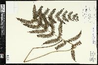 Steiropteris leprieurii image