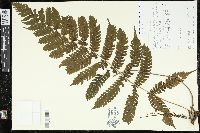 Steiropteris leprieurii image