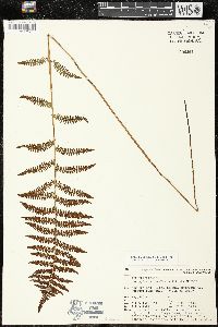 Thelypteris confluens image