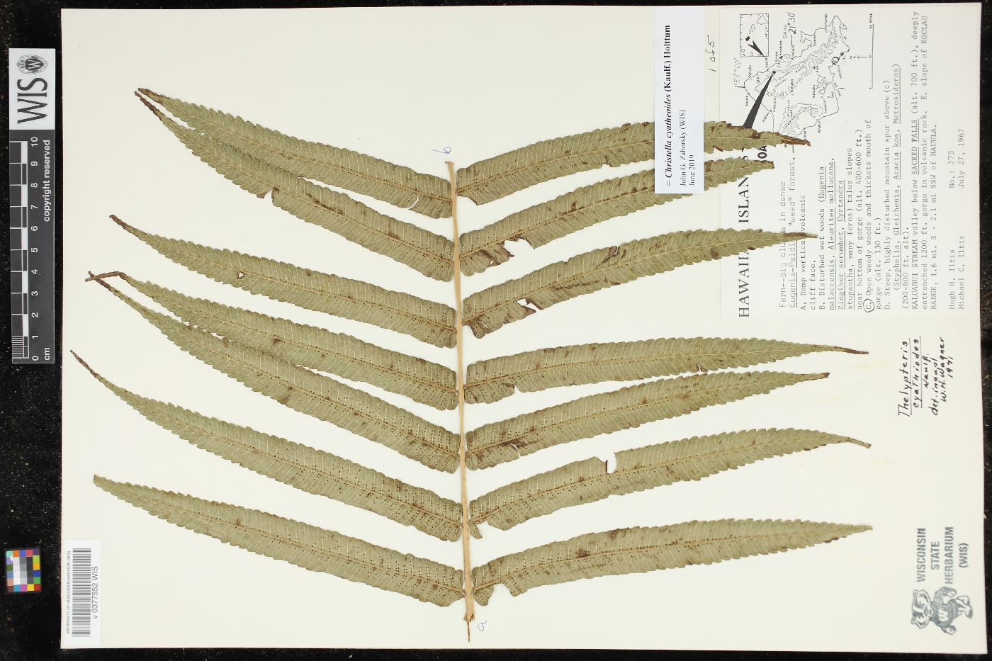 Christella cyatheoides image