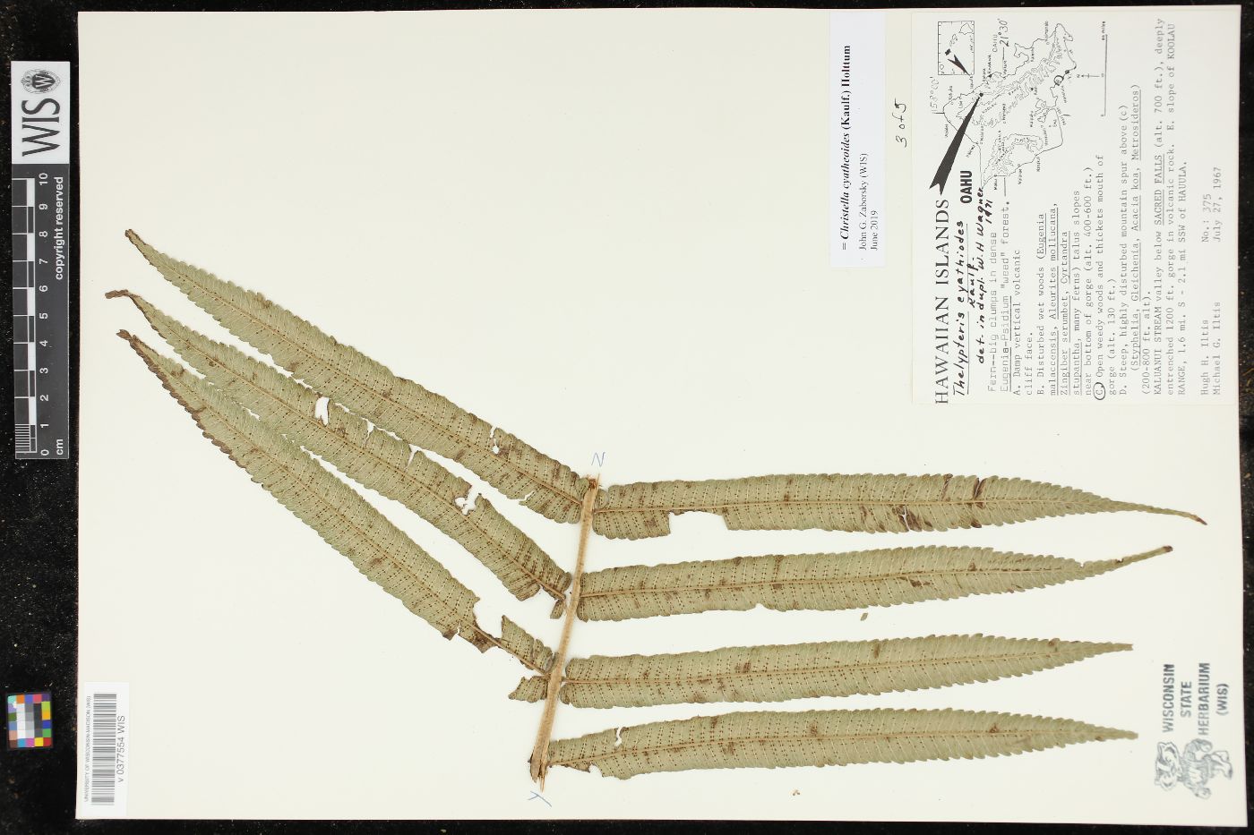 Christella cyatheoides image