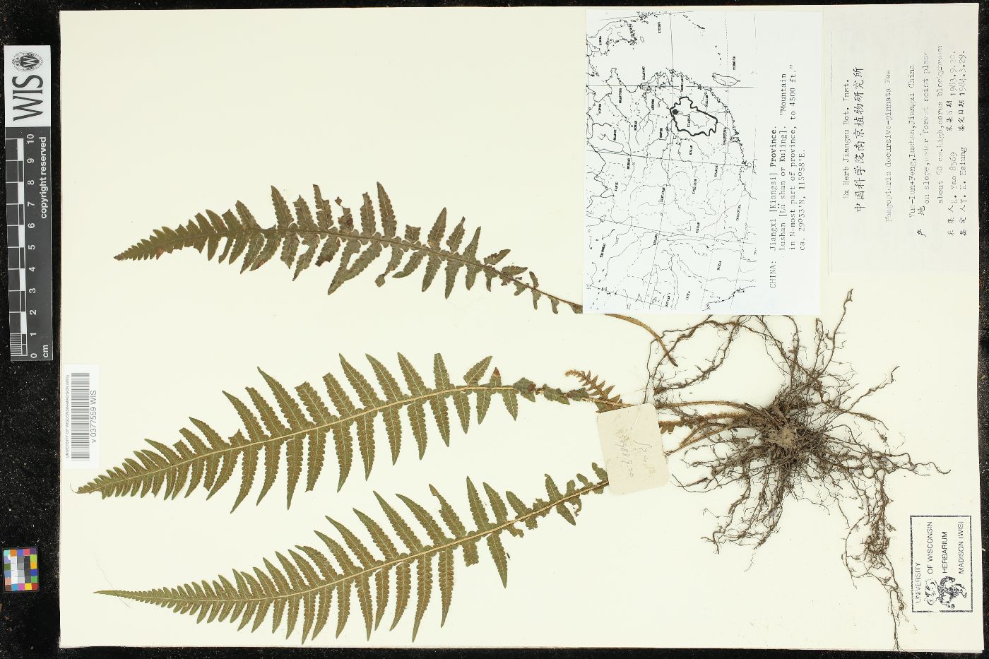 Phegopteris decursive-pinnata image