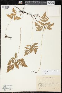 Gymnocarpium dryopteris image