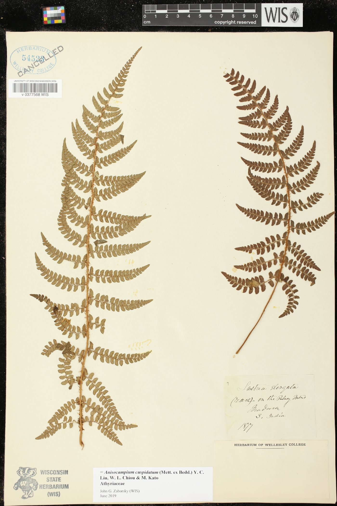 Anisocampium cuspidatum image