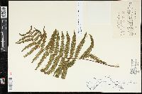 Image of Coryphopteris japonica