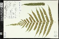 Pneumatopteris truncata image