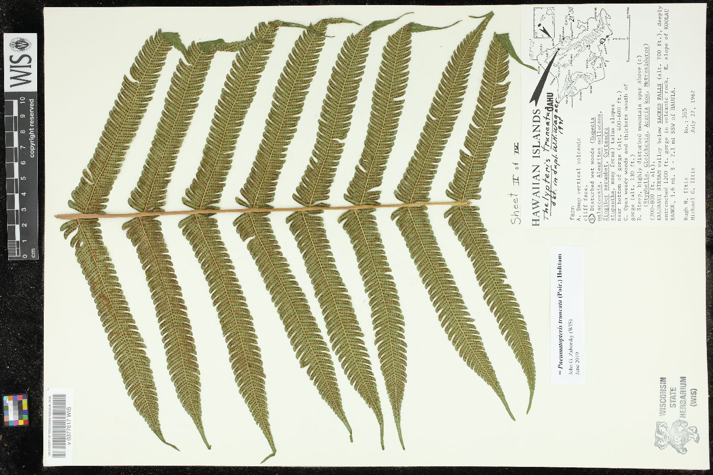 Pneumatopteris truncata image